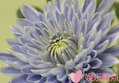 菊花有蓝色吗？蓝色菊花名字叫什么？蓝色的菊花是什么品种？