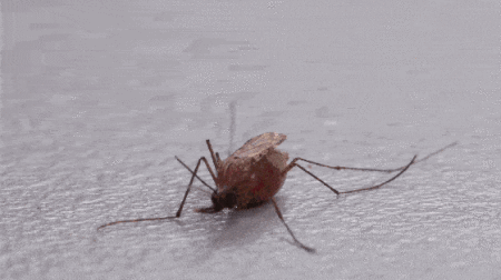 蚊子在地球上有什么用，为什么不通过基因手段将其全部消灭？